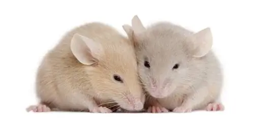 Koliko mladičev imajo miši v leglu? Vse, kar morate vedeti