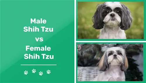 Mužjak i ženka Shih Tzua: Koja je razlika (sa slikama)