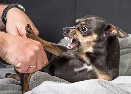 O que fazer se seu cachorro morder alguém: 5 passos a seguir