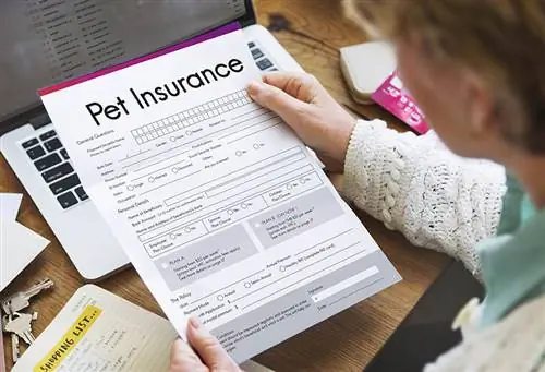 Dekt de Pumpkin Pet Insurance kanker?