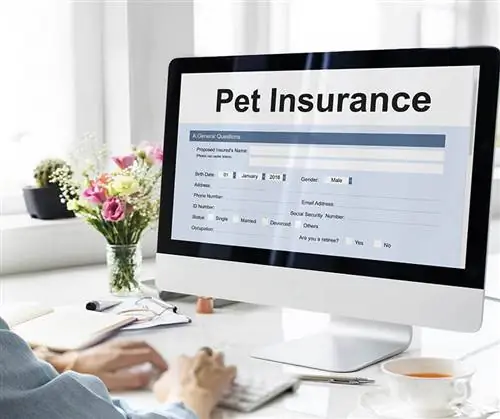 Puas yog Pumpkin Pet Insurance Cover Surgery? (2023 Hloov tshiab)