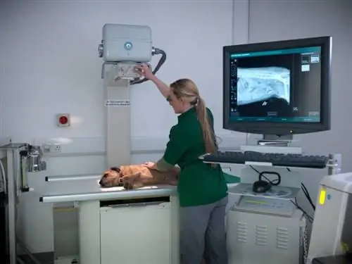 Kabak Evcil Hayvan Sigortası Röntgen, MRI veya Diğer Görüntülemeleri Kapsar mı?