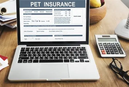 Quota di mercato delle assicurazioni per animali domestici per marchio nel 2023: quali sono le aziende più grandi?