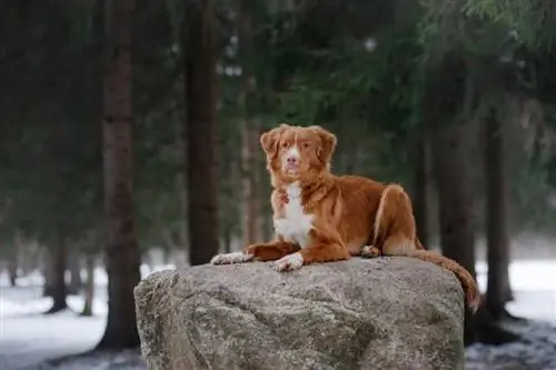 Le 10 migliori razze di cani da caccia alle anatre (con foto)