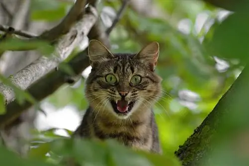 11 populiariausių agresyviausių kačių veislių (su nuotraukomis)