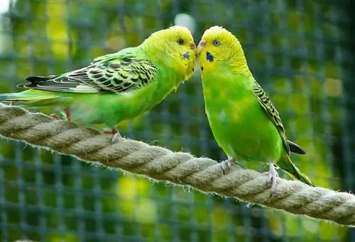 Top 8 zelených papagájov na chovanie ako domácich miláčikov (s obrázkami)