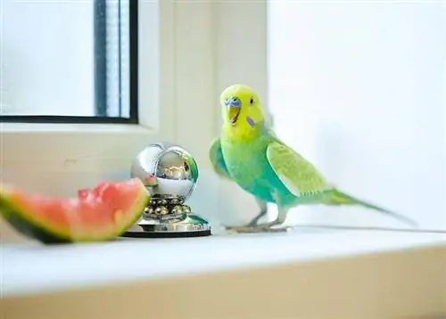 13 Τύποι Budgie Colors, Ποικιλίες & Μεταλλάξεις (Με Εικόνες)