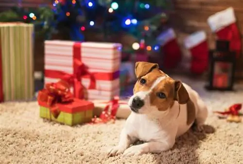 2023 онд нохойд өгөх 15 шилдэг бэлэг – Шүүмж & Шилдэг сонголтууд