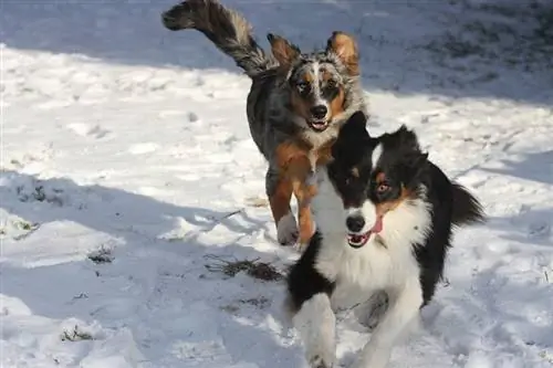 15 גזעי הכלבים האתלטיים המובילים (עם תמונות)