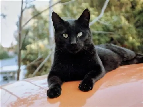 21 razas de gatos negros con hermosos pelajes negros (con imágenes)