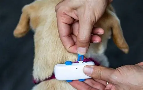 2023'te 10 Fi Köpek Tasması Alternatifi: Daha mı İyi?