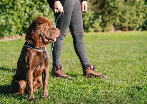 9 Shar Pei Mixes (May mga Larawan)