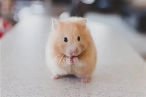 Comment retrouver rapidement un hamster perdu (12 astuces & astuces)