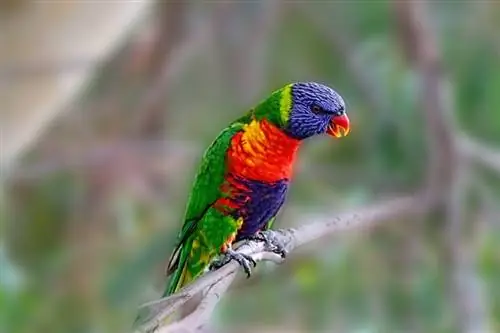 8 razloga zašto papige vrište: & Kako to zaustaviti