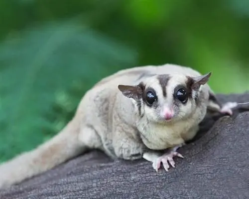 18 Sugar Glider boja & uzorci (sa slikama)