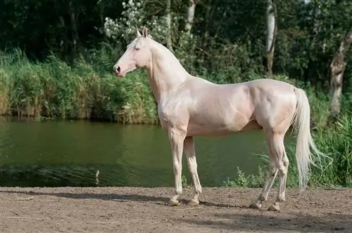 10 najbardziej egzotycznych ras koni (ze zdjęciami)