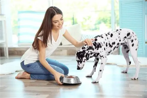 Wat toe te voegen aan hondenvoer voor een droge huid: 9 geweldige ideeën