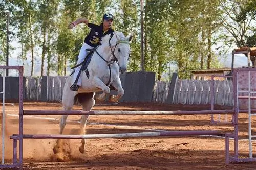 6 Lompatan Kuda DIY yang Dapat Anda Bangun Hari Ini (Dengan Gambar)