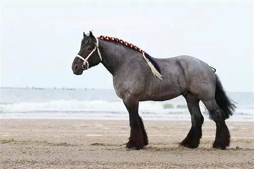 6 beaux styles de crinière de cheval que vous pouvez faire vous-même (avec photos)