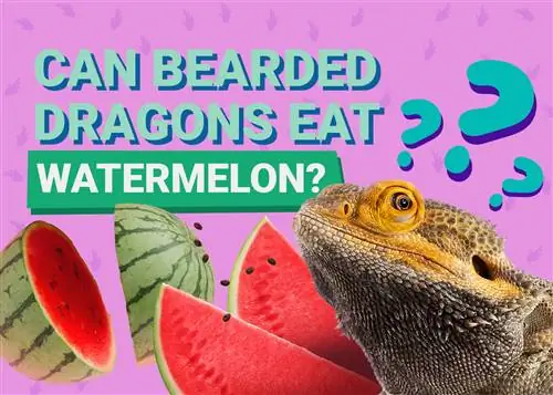 Tau Bearded Dragons Eat Watermelon? He alth & Nutrition Facts