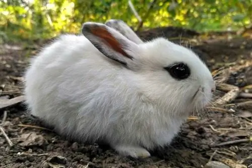 Blanc de Hotot Rabbit፡ እውነታዎች፣ የህይወት ዘመን፣ ባህሪ & የእንክብካቤ መመሪያ (ከፎቶዎች ጋር)