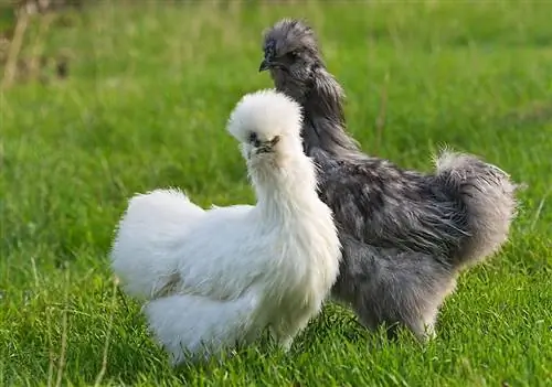 Silkie Chicken: fakty, długość życia, zachowanie & Przewodnik po pielęgnacji (ze zdjęciami)