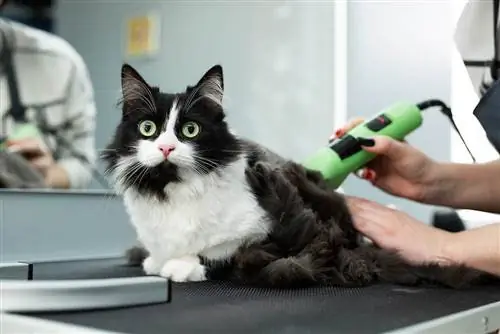 10 Melhores máquinas de cortar cabelo para gatos em 2023 – Avaliações & Principais escolhas