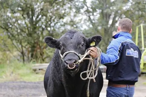 Mengapa Lembu & Lembu Mempunyai Cincin Hidung? Fakta & Soalan Lazim
