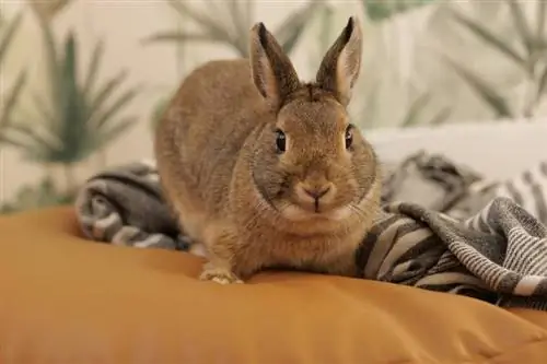 Dutch Rabbit: การดูแล, อารมณ์, ที่อยู่อาศัย & ลักษณะ (พร้อมรูปภาพ)