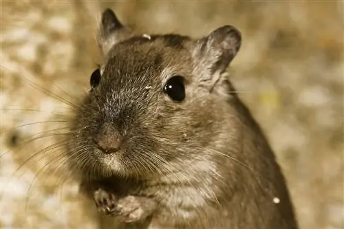 7 boja očiju hrčka & Njihova rijetkost (sa slikama)