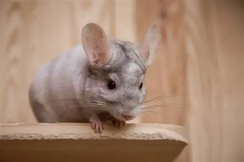 11 Chinchillas de diferentes colores (con fotos)