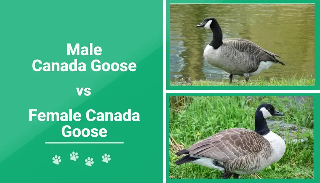 Mashkull vs Femër Canada Goose: Karakteristikat & Pamja