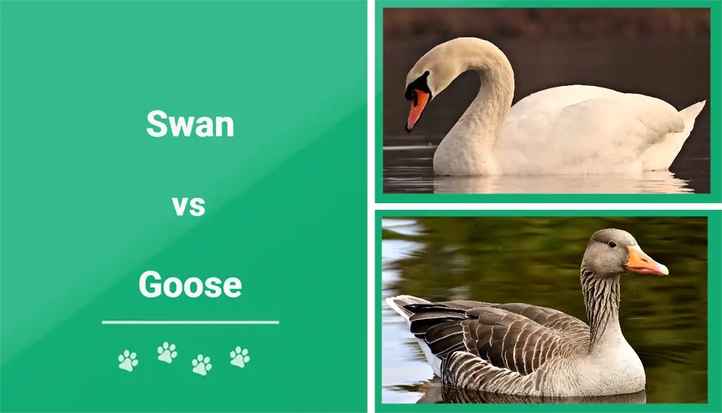 Swan vs Goose: Qhov txawv & Yam ntxwv (nrog duab)