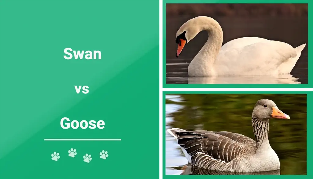 Swan vs Goose: Mga Pagkakaiba & Mga Katangian (may mga Larawan)