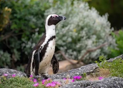 Poți păstra un pinguin ca animal de companie? Considerații legale & Mai multe