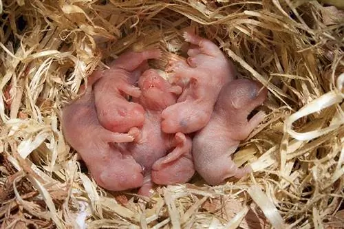 De ce hamsterii își mănâncă uneori bebelușii? 9 motive pentru acest comportament