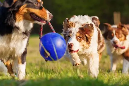 8 meilleurs jouets pour chiens pour bergers australiens en 2023 – Avis &