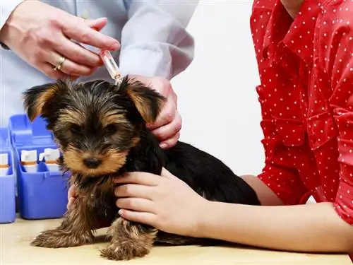 Koliko koštaju cijepljenja štenaca u PetSmartu? Ažuriranje iz 2023