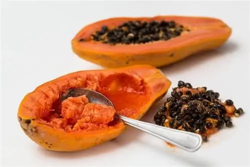 Kunnen honden papaya eten? Door dierenartsen beoordeelde feiten & Veiligheidsgids