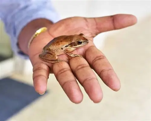 200+ imena žaba za kućne ljubimce za vaše vodozemce