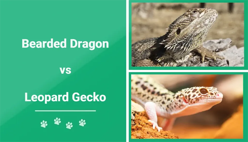 Bārdains pūķis pret leoparda gekonu: galvenās atšķirības (ar attēliem)
