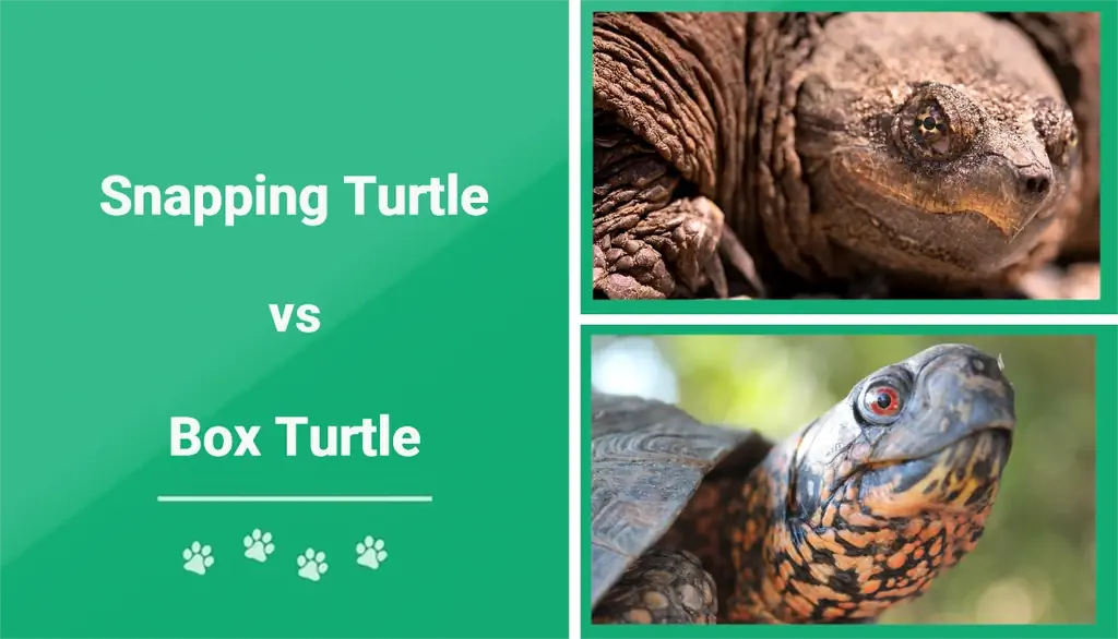 Tartaruga azzannatrice vs tartaruga scatola: differenze chiave (con immagini)