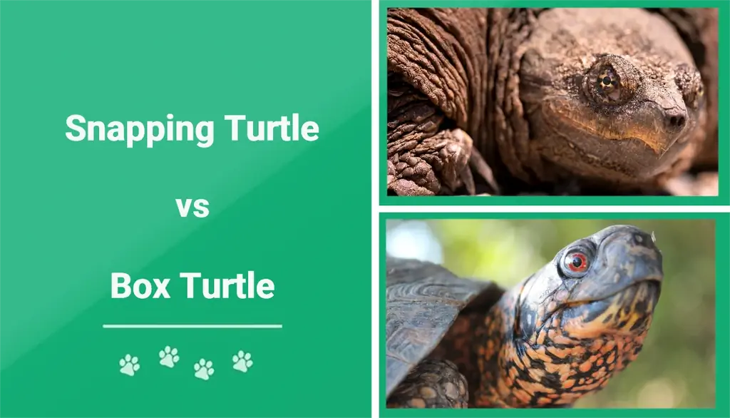 Snapping Turtle vs Box Turtle: ključne razlike (sa slikama)