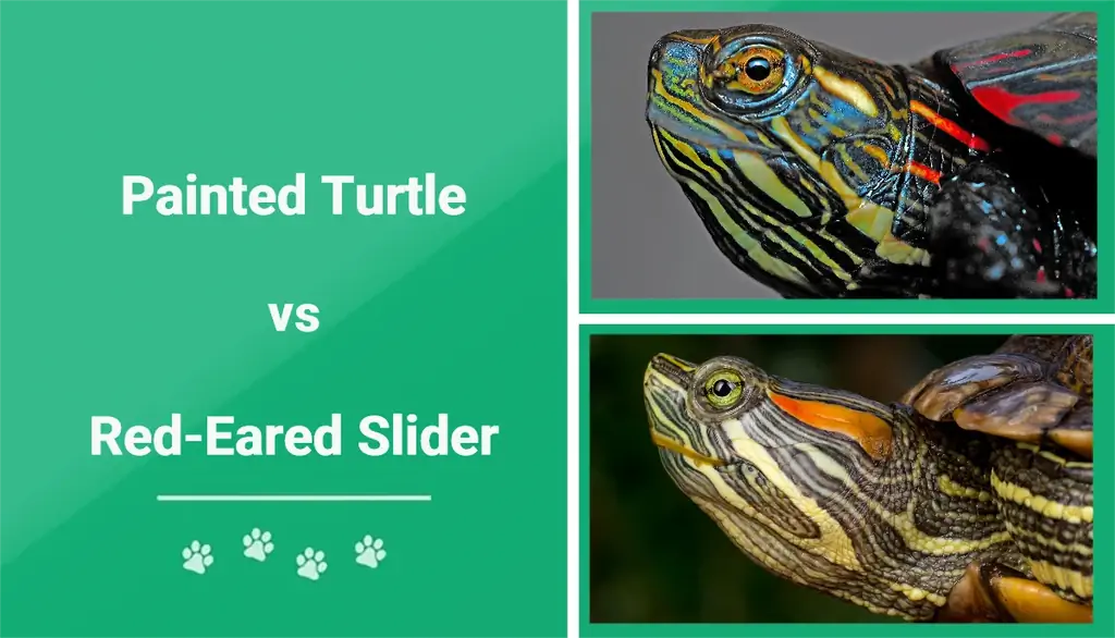 Tartaruga dipinta vs cursore dalle orecchie rosse: differenze chiave (con immagini)