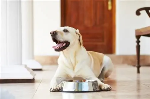 12 stvari za hranjenje psa za zdrave sklepe: Zdravje psov po veterinarski oceni & Nasveti za dobro počutje