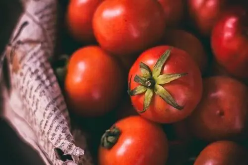Bolehkah Anjing Makan Tomato? Diet Anjing Yang Disemak Doktor & Kesihatan