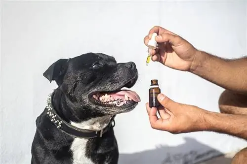 CBD für Hunde: Vor- und Nachteile, Verwendungsmöglichkeiten & Sicherheit