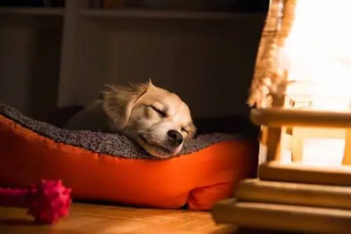 Трябва ли кученцата да спят на тъмно? Факти, одобрени от ветеринарен лекар & ЧЗВ