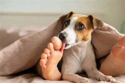 Pourquoi les chiens vous lèchent-ils les pieds ? 8 raisons examinées par le vétérinaire & Solutions