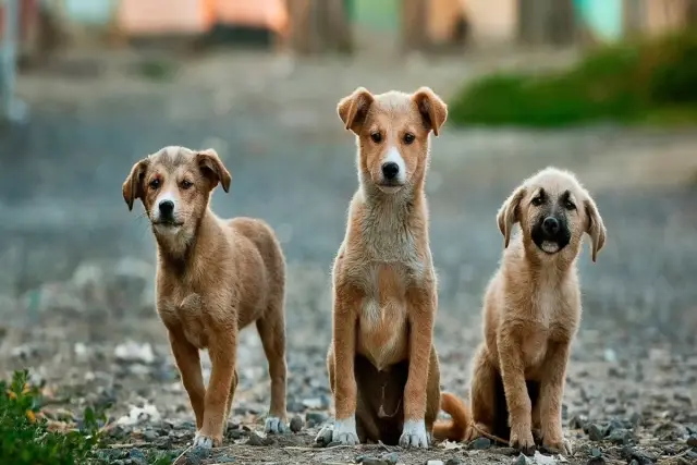 Kas yra Kuterebra (karpos) šunims? Priežastys & Paaiškintos ženklai